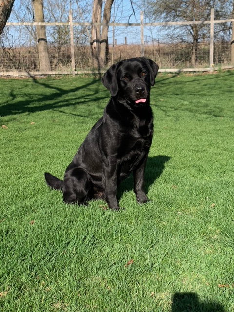 Photo of a Black Lab named Chinook sitting