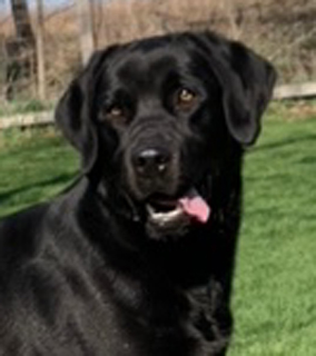 Photo of a Black Lab named Chinook